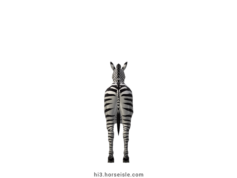 Plains Zebra Tail dorsal and hindquarters stripes Coat